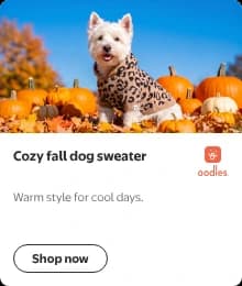 Gallery mini display ad: a compact card with a photo of a Westie in the Oodles leopard print hooded sweater, the headline Cozy fall dog sweater beside the Oodles logo, the subhead Warm style for cool days., and a Shop now button