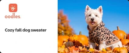 Marquee mobile display ad: the Oodles logo and the headline Cozy fall dog sweater on the left, with a photo of a Westie in the leopard print hooded sweater among pumpkins on the right