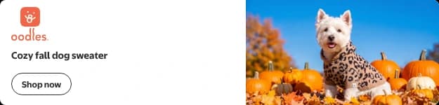 Marquee tablet display ad: the Oodles logo, the headline Cozy fall dog sweater, and a Shop now button on the left, with a photo of a Westie in the leopard print hooded sweater among pumpkins on the right
