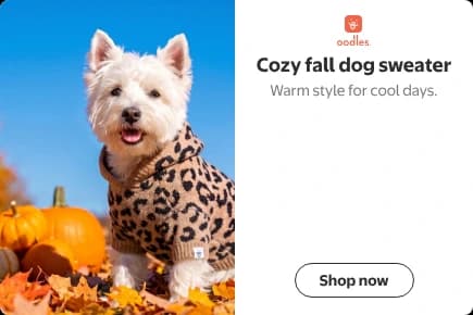Tile mobile display ad: a photo of a Westie in the Oodles leopard print hooded sweater beside a pumpkin on the left, with the Oodles logo, the headline Cozy fall dog sweater, the subhead Warm style for cool days., and a Shop now button on the right